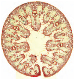 Transverse section of Marram Grass leaf , showing adaptations to prevent water loss; outer thick cuticle, curling by means of hinge cells to protect inner epidermis, stomata sunken into surface to maintain high humidity