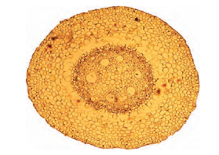 Cross-section of Zea mais root showing its structure in the absorption and transport of water and minerals