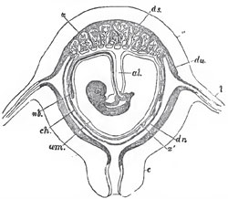 Dlagrammattc section of the pregnant nterns of a decldnate placental mammal (Homo): u, uterus; I, Fallopian tube; c, neck of the uterus; du, uterine decidus; ds, decidua serotina; dr, decidua reflexa; z, z', villi; ch, chorion; am amnion; nb, umbilical vesicle; al, allantois