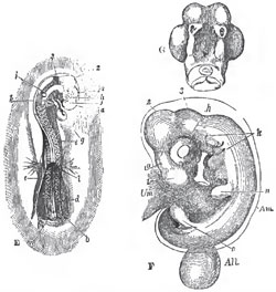 Later stages of the development of the body of a Fowl than those represented Fig. 2. - E, embryo at the third day of incubation g, heart; h, eye; i, ear; k, visceral arches and clefts; l. m, anterior and posterior folds of the amnion which have not yet united over the body : 1, 2, 3, first, second, and third cerebral vesicles; 1a, vesicle of the third veotricle.- F, embryo at the fifth day of incubation. The letters as before, except n, o, rudiments of the anterior and posterior extremities; Am, amnion; All (the allantois, hanging down from its pedicle); Um, umbilical vesicle.- G, under-vlew of the head of the foregoing, the first visceral arch being cut away