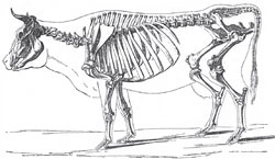 The skeleton of an Ox (Bos)