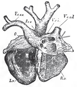 Dorsal view of the heart of a Dugong (Halicore), its cavities being laid open. - R v., right ventricle; L.v., left ventricle. V. c. s. s., left superior vena cava. V. c. s. d.. right superior vena cava. V. c. i., vena cava inferior. F. o. v.. the inner end of a caecal diverticulum of the right auricle, into which a style is introduced, and which represents the foramen ovale. O, the auricular septum