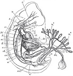 Diagram of the arrangement of the principal vessels in a human foetus. - II, the heart; TA, the eortic trunk or cardiac aorta; c, the common carotid; c', the external carotid; c", the internal carotid; s, subclavian; v, vertebral artery; 1, 2, 3, 4, 5, the aortic arches - the persistent left aortic arch is hidden. A', subvertebral aorta; o, omphalomeseraic artery, going to the umbilical vesicle v, with its vitelline duct dv; o, omphalomeseraic vein; vp, the vena portae; L, the liver; uu, tho hypogastric or umbilical arteries, with their placental ramifications, u", u",u' the umbilical vein; Dv, the ductus venosus; vh, tbe hepatic vein; cv, the vena cava inferior; vil, the iliac veins; az, a vena azygos; vc', a vena cardinalis posterior; DC, a ductus Cuvieri; the anterior cardinal vein is seen commencing in the head and running down to the ductus Onvieri on the under side of the numbers 1, 2, 3, 4, 5 ; P, the lungs.