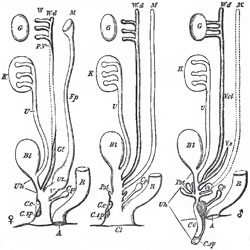 Diagram exhibiting the relations of the female (the left-hand figure) and of the male (the right-hand figure) reproductive organs to the general plan (the middle figure) of these organs in the higher Vertebrata, CI, the closca; R, the rectum; Bl, the urinary bladder; U, the ureter; K, the kidney; Uh, the urethra; G, the genital gland, ovary, or testis; W, the Wolffian body; Wd, the Wolffian duct; M, the Mullerian duct; Pst, prostate gland; Cp, Cowper's gland; Cap, the corpus spongiosum; Cc, the corpus cavernosum. In the female, V, the vagina; Ut, uterus; Fp, the Fallopian tube; Gt, Gaertner's duct; P.v, the parovarium; A, the anus; Cc, C.sp, the clitoris. In the male. Csp, Cc, the penis; Ut, the uterus masculinue; Vs, vesicula seminalis; Vd, the vas deferens