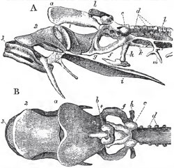 A, the skull of a Lamprey, viewed from the side; B, from above:-a, the ethmovo merine plate; b, the olfactory