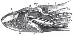 Vertical anil longitudinal section of the anterior part of the body of a Lamprey (Petromyzon marinus): A, the cranium with its contiained brain; a, section of the edge of the cartilage marked a, in Fig. 30;Olf, entrance into the olfactory chamber, which is prolonged into the caecal pouch, o; Ph, the pharynx; Pr, the branchial channel, with the inner apertures of the branchial sacs; M, the cavity of the mouth, with its horny teeth; 2, the cartilage which supports the tongize; 3, the oral ring