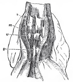 The aortic bulb of a Shark (Lamna), laid open to show the three rove of valves, v, v, v, and the thick muscular wall, m