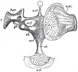 The sternum and pectoral arches of a Frog, seen from above. The left supra scapula is removed: sc, scapula; s.sc, supra-scapula; p. sc, prescapular process; cr., coracoid; e-cr., epicoracoid; cr.f., coracoid fontanelle. The bar which bounds this in front is the precoracoid, and bears the clavicle: o.st. omosternum; st., sternum; x.st xiphisternum