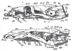 The skull of a Python, viewed from the left side, and in longitudinal section; Cm stapes; Tl, turbinal bone
