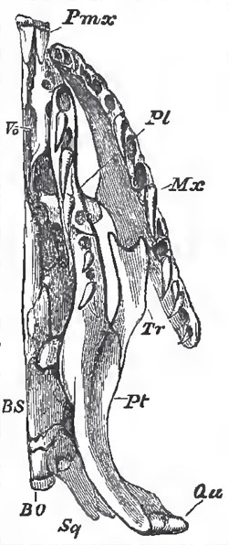 Under-view of the left half of the sknll and 4- clal bones oi Python