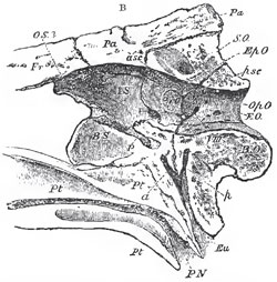 Longitudinal and vertical section of the hinder part of the skull of a Crocodile; Eu, Eustachian tube: P N, posterior nares; P, pituitary fossa
