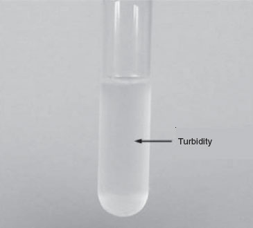 Broth culture showing turbidity.