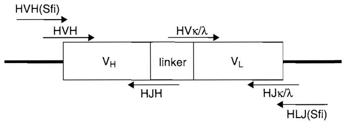 FIGURE 1 scFv diagram indicating design and primer overlap. HVH, human variable heavy chain; HJH, human constant heavy chain; HVκ/λ, human variable light chain; HJκ/λ, human constant light chain; HVH(Sfi), human forward SfiI primer; HLJ(Sfi), human reverse SfiI primer.