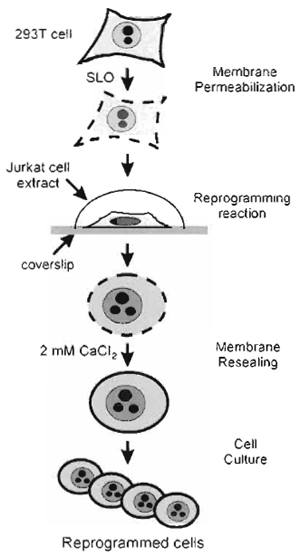 FIGURE 1 Strategy of <em>in vitro</em> cell reprogramming. 293T cells grown on coverslps are reversibly permeabilised with SLO. The  permeabilised cells are incubated in a nuclear and cytoplasmic extract derived from Jurkat TAg cells for 1 h. The cells are resealed for 2h in culture medium containing 2mM CaCl2. The CaCl2-containing medium is replaced by regular complete culture medium, and the resealed, reprogrammed cells are cultured for assessment of reprogramming.