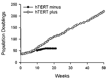 FIGURE 2 Extension of cellular life span by exogenous hTERT. GM01604 fibroblasts engineered to express exogenous hTERT or no hTERT were maintained in continuous log-phase growth and counted once a week. Population doublings executed expressed as a function of time.