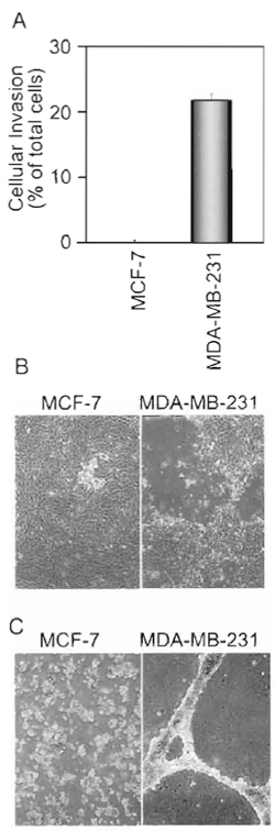 FIGURE 2 <em>in vitro</em> invasion assays. The behavior of noninvasive MCF-7 (low PAR1 expression) and highly invasive MDA-MB-231 (high PAR1 expression) human breast carcinoma cells was evaluated in the Matigel transwell invasion assay (A), the G8 myoblast invasion assay (B), or the two-imensional Matrigel invasion assay (C).