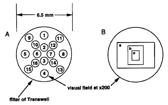 FIGURE 2 A Transwell filter in a microscopic field. (A) Spots used to count the cells on the filter are shown as numbered circles. The numbers of the spots are an example of the sequence recommended for cell counting. (B) Photo frames of the Diaphot (Nikon). Relative sizes of the frames to the field are 47 (a), 17 (b), and 4.3% (c).
