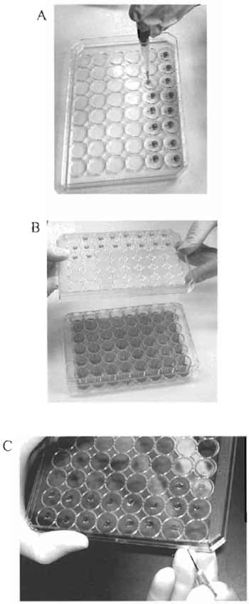 FIGURE 1 Culturing cells in the hanging drops. (A) Plating of the cell suspension in the middle of the inner side of the lid. (B) Turning over the lid with the hanging drops. (C) Transferring the cell "clump" with a syringe needle.