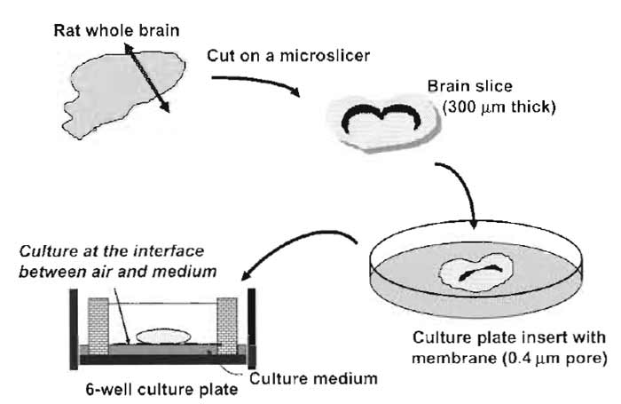 FIGURE 1 Illustrative procedures of brain slice culture. A rat whole brain slice 300µm thick is placed on a porous membrane affixed to the culture plate insert and cultured at the interface between air and culture medium.