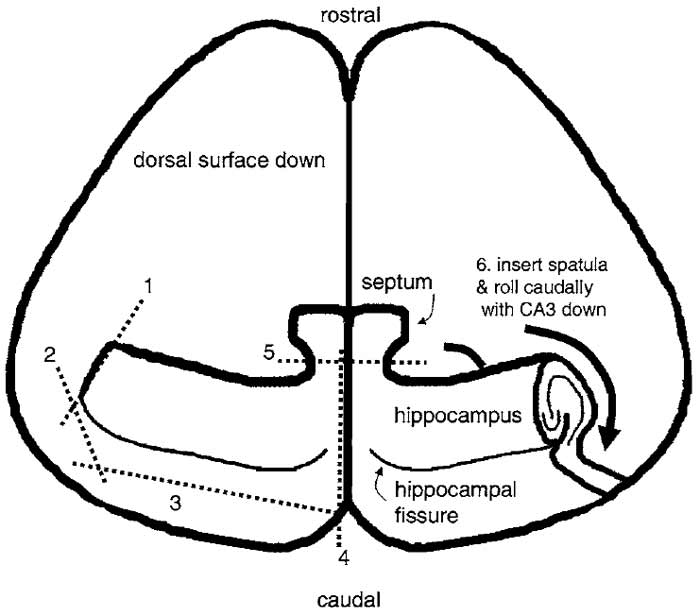 FIGURE 1 Dissection of the hippocampus. The diagram shows a view of the brain after peeling away the brain stem, midbrain, and thalamus and removing it from the skull as described in the text. It is pictured laying on its dorsal (i.e., cortical) surface and is viewed from the ventral aspect. The hippocampus is dissected free by making a series of sequential cuts with a razor blade shard as indicated by the numbered dashed lines. After cutting, a spatula is placed under the hippocampus and it is rolled caudally so that it becomes free of the cortex and rests on its CA3/DG surface.