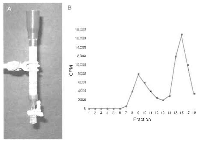 FIGURE 2 (A) Size-exclusion column. (B) Elution profile of size-exclusion column measured with a Gieger counter.