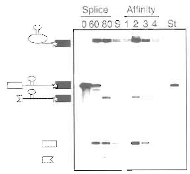 FIGURE 4 Example of denaturing gel (15% polyacrylamide) analysis of substrate RNA during purification. Time points taken during the splicing reaction (0 and 60min) and after RNase H digestion (80min), size-exclusion peak fraction (S), affinity column elutions (1-4), and standard used for quantification (St) are shown. The positions of MS2-tagged pre-mRNA, lariat intermediate, 5' exon, and RNase H digestions products are indicated.