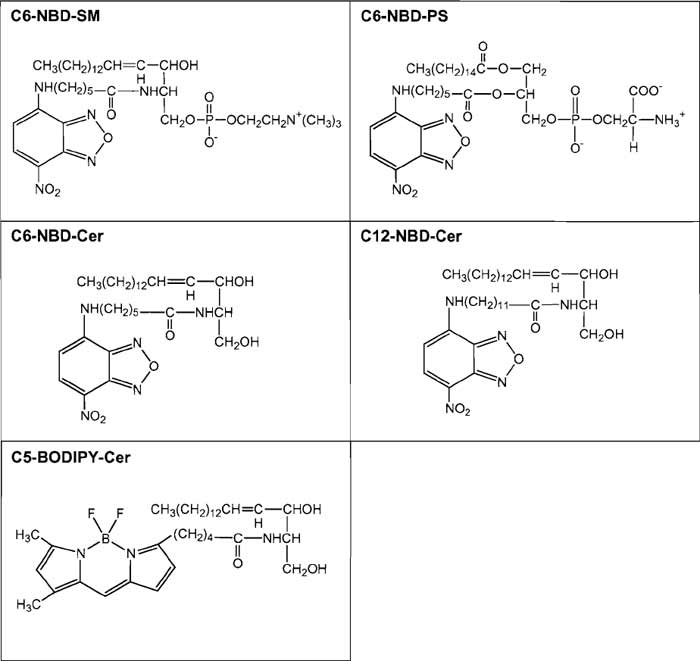 FIGURE 1 Structures of fluorescent lipids described in the text.