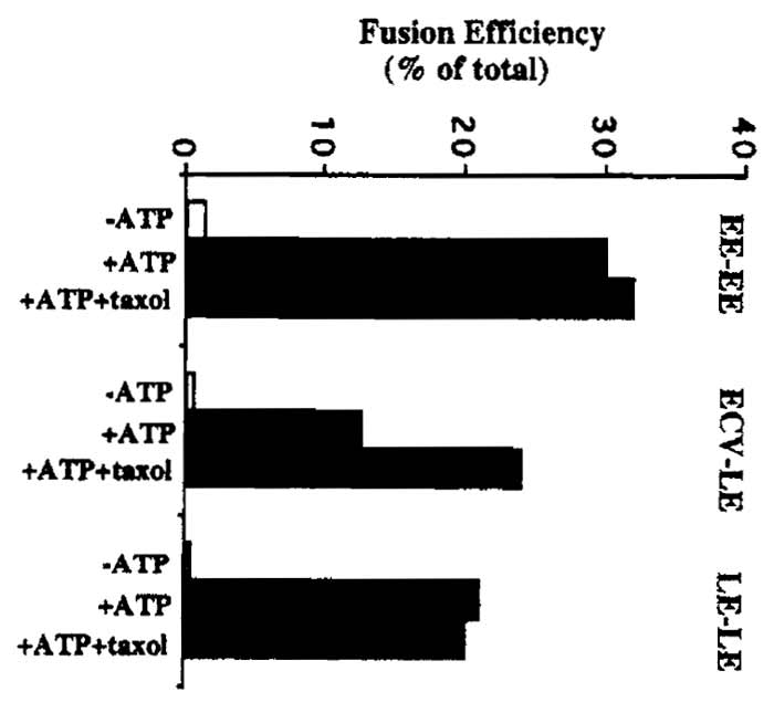 FIGURE 2 Typical fusion assay results. Fusion efficiency is expressed as a percentage of total fusion between each set of endosomal membranes. Total, or maximal, endosome fusion is measured by mixing bHRP and avidin-containing endosomal fractions together in the presence of detergent, followed by immunoprecipitation with antiavidin antibodies and HRP determination. Typical "total" values (measured as absorbance at 455 nm) are in the range of 0.6-1.0 ∧455 units for EE fusion assays and 0.3-0.7 ∧455 units for ECV and LE fusion assays. As a control for nonspecific reactions, the assay is typically carried out without ATP (-ATP). As shown, the polymerization of endogenous tubulin present in the cytosol in the presence of taxol is sufficient to facilitate interactions between ECVs and LEs (see Aniento et al., 1993).