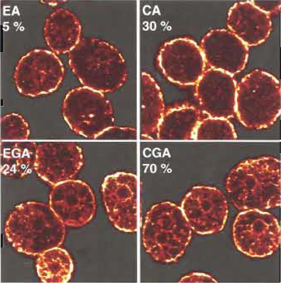 FIGURE 1 Glass-attached mast cells were permeabilised and exposed to the triggers described in Table I: EGTA/ATP (EA), calcium (pCa5)/ATP (CA), EGTA/GTP-γ-S/ATP (EGA), or calcium (pCa 5)/GTPγS/ATP (CGA). After 20min at 37°C, cells were fixed and stained with anti-β-actin monoclonal antibody (clone AC-15) from Sigma (used at 1/200 dilution). The secondary antibody (at 1/50 dilution in GBE) was goat antimouse IgG biotin from Sigma. Cy2 streptavidin (1/50, from Amersham Biosciences, UK) was the tertiary layer. Confocal micrographs of equatorial slices are shown. Numbers indicate the percentages of released hexosaminidase.