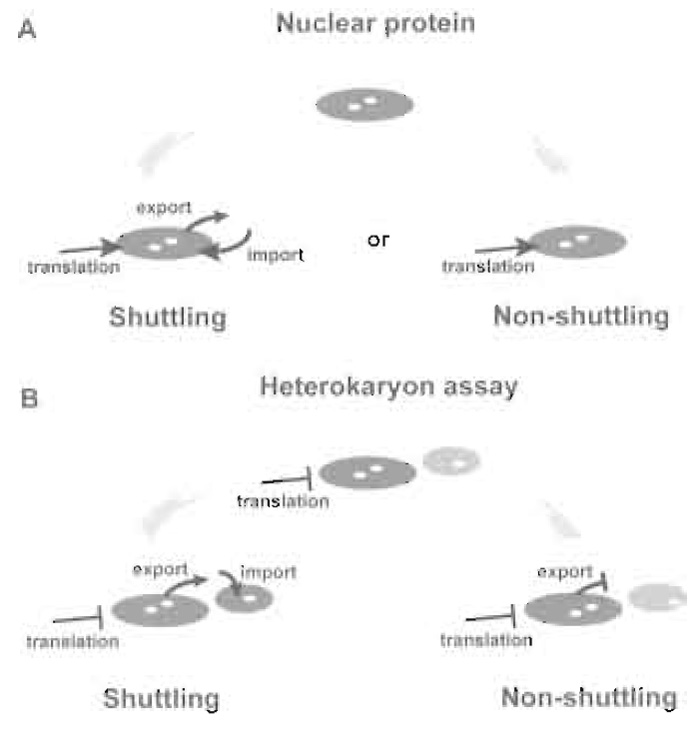 FIGURE 1 The heterokaryon assay. (A) Proteins may accumulate in the nucleus as the result of a unidirectional import pathway (nonshuttling nuclear proteins). Alternatively, proteins may be targeted simultaneously by import and export pathways, resulting in a dynamic cycling (shuttling) between the nucleus and the cytoplasm. (B) Heterokaryon assays distinguish between shuttling and nonshuttling nuclear proteins. If a protein originally present in the donor (large) nucleus shuttles, then it will appear in the receptor (small) nucleus. Nonshuttling proteins are not exported from the donor nucleus and are never detected in the receptor nucleus. Assays have to be performed in the presence of protein synthesis inhibitors in order to prevent the import of newly synthesised protein into the receptor nucleus.