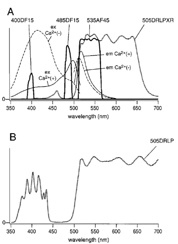 FIGURE 1 (A) Fluorescence excitation and emission spectra of ratiometric pericam in the presence (solid line) and absence (broken line) of Ca2+. Transmittance spectra for filters (400DF15, 485DF15, and 535AF45) and the dichroic mirror (505DRLPXR) are shown with solid and dotted lines, respectively. (B) The transmittance spectrum for a 505DRLP dichroic mirror.