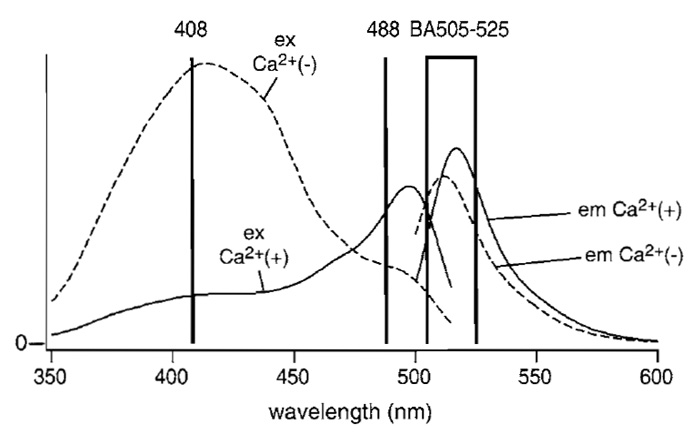FIGURE 3 Fluorescence excitation and emission spectra of ratiometric pericam in the presence (solid line) and absence (broken line) of Ca2+. The wavelengths of the two laser lines, 408 nm (laser diode) and 488nm (diode-pumped solid state), are indicated by vertical lines. The wavelengths that pass through the emission filter BA505-525 are shown by a box. Modified with permission from T. Nagai, A. Sawano, E. S. Park, and A. Miyawaki, Proc. Natl. Acad. Sci. U.S.A. 98, 3197 (2001). Copyright (2001) National Academy of Sciences, U.S.A.