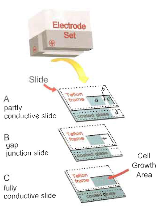 FIGURE 1 Electroporation electrode and slide assembly. Cells are grown on glass slides coated with conductive and transparent ITO within a "window" cut into a Teflon frame as shown. The window can be different sizes, depending on the cell growth area required. The peptide solution is added to the cells and introduced by an electrical pulse delivered through the electrode set, which is placed directly on the frame. Dotted lines point to the positions of negative and positive electrodes during the pulse. Three slide configurations are described. (A) Partly conductive slide assembly, with electroporated (a) and non-electroporated (c) cells growing on the same type of ITO-coated surface. (b) area where the conductive coating has been stripped, exposing the non-conductive glass underneath. Cells growing in areas b and c are not electroporated (Fig. 3). (B) Partly conductive slide assembly for use in the examination of gap junctional, intercellular communication. Arrow points to the transition line between conductive and non-conductive areas (Fig. 4). (C) Fully conductive slide assembly for use in biochemical experiments. In the setup shown, cell growth area can be up to 7 × 15 mm, but larger slides and electrodes offer larger areas, up to 32 × 10mm (Fig. 2).