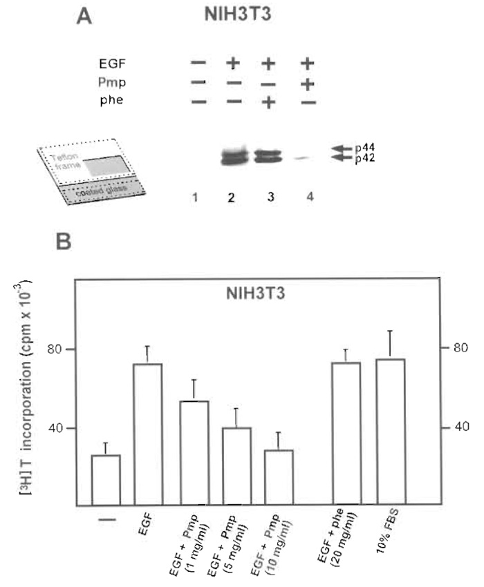 FIGURE 2 (A) The Grb2-SH2 blocking peptide inhibits EGF-mediated Erk activation in living cells; detection by Western blotting. The Grb2-SH2 blocking peptide was electroporated into NIH3T3 cells growing on fully conductive slides (inset, Fig. 1C, cell growth area 32 × 10mm) and growth-arrested by serum starvation. After a 5min incubation in DMEM, cells were stimulated with 100 ng/ml EGF (lanes 2-4) for 5 min. Proteins in detergent cell lysates were resolved by polyacrylamide gel electrophoresis and analysed by Western blotting using the antibody against the dually phosphorylated, active Erk enzymes. Lane 1, control, unstimulated cells; lane 2, control non-electroporated, EGF-treated cells; lane 3, cells electroporated with the control, phenylalanine-containing peptide and EGF stimulated; and lane 4, cells electroporated with the Grb2-SH2-binding peptide and EGF stimulated. From Raptis et al. (2000), reprinted with permission. (B) The Grb2-SH2 blocking peptide inhibits EGF-mediated DNA synthesis. The Grb2-SH2 blocking peptide (Pmp) or its phenylalaline-containing counterpart (phe) were electroporated at the indicated concentrations into NIH3T3 cells growing on fully conductive slides (Fig. 1C, cell growth area, 4 × 7mm) and growth-arrested by serum starvation. Following incubation at 37°C and stimulation with EGF or 10% calf serum for 12h, cells were labelled for 2h with 50µCi/ml [3H]thymidine and acid-precipitable radioactivity was determined. Numbers represent the mean ± SE from three experiments. From Raptis et al., (2000), reprinted with permission.