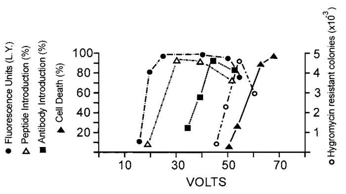 FIGURE 5 Effect of field strength on the introduction of different molecules. Three pulses of increasing voltage were applied to confluent rat F111 fibroblasts growing on a conductive surface of 32 x 10mm from a 32µF capacitor in the presence of 5 mg/ml Lucifer yellow (), 5mg/ml of the Grb2-SH2 blocking peptide (), 5 mg/ml chicken IgG 
(), or 100µg/ml pY3 plasmid DNA, coding for resistance to hygromycin (Raptis and Firth, 1990) (O). Cells were lysed and Lucifer yellow fluorescence was measured using a Model 204A fluorescence spectrophotometer (), probed with the anti-active Erk antibody (), probed for incorporated IgG (), or selected for hygromycin resistance (O) (Raptis and Firth, 1990). Introduction of chicken IgG was quantitated from the percentage of cells staining positive with their respective antibodies. Cell killing () was assessed by calculating the plating efficiency of the cells after the pulse. Note that a wider range of voltages (20-50 V) permits efficient introduction of Lucifer yellow with no detectable loss in cell viability than the introduction of IgG or DNA. Points represent averages of at least three separate experiments. L.Y., Lucifer yellow.