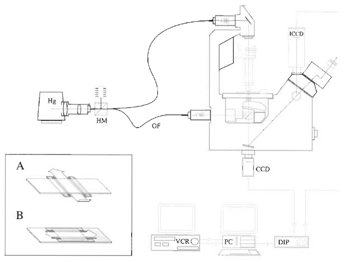FIGURE 1 Video microscope. An inverted microscope set up for both fluorescence and DIC microscopy. Hg, mercury lamp; HM, hot mirror; OF, optical fibre; CCD charge-coupled device camera (for DIC); ICCD, intensified CCD (for fluorescence); DIP, digital image processor; PC, personal computer; VCR, video cassette recorder.