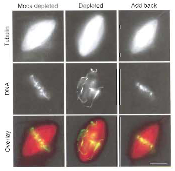 FIGURE 3 Spindles assembled in CSF Xenopus egg extract following the cycled spindle pathway. The extract was mock depleted, Xkid depleted, or Xkid depleted supplemented with recombinant Xkid protein (add back). When Xkid was depleted, mitotic chromosomes failed to align at the metaphase plate. Alignment of chromosomes was rescued by the addition of recombinant protein to the extract. Scale bar: 10 µm.