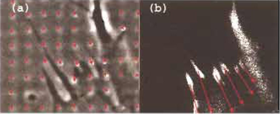 FIGURE 3 From displacements to forces (Balaban et al., 2001). (a) Phase-contrast image of a small part of a fibroblast on the highresolution dot pattern. Arrows denote displacements of the center of mass of the dots relative to the relaxed image. Pitch size: 2µm. (b) Fluorescence image of the same field of view showing locations of the focal adhesions. The length of the arrows here indicates the forces at each focal adhesion, calculated from displacement data.