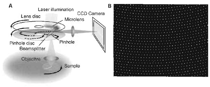 FIGURE 1 (A) Schematic of an SDCM setup. (B) Approximately 1000 of the 20,000 pinholes on the Nipkow disc cover the field of view of the microscope at any one time.