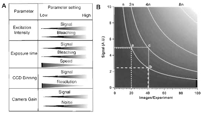 FIGURE 4 (A) Variables that can be changed on an SDCM and effects of the respective changes on other parameters that are relevant for live imaging. (B) The diagram shows interdependence among the number of frames taken in an experiment (X axis), the signal intensity per image (a function of exposure time and excitation intensity; Y axis), and the number of photons exciting the sample (n curves). A.U., arbitrary units of signal intensity.