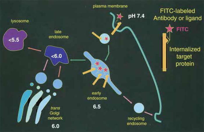 FIGURE 1 Measuring the pH of endocytic organelles with internalized FITC. Organelles acidify rapidly as they progress along the endocytic pathway. The pH of endocytic compartments can be measured simply by allowing cells to internalize FITC-labeled antibodies or ligands (red stars). The fluorescence of the FITClabeled compartments is then imaged at the pH-dependent (λex = 490nm) and pH-independent (λex = 440nm) FITC excitation wavelength to determine the pH of the organelle.
