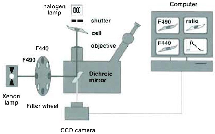 FIGURE 2 Optical and hardware components used for endosomal pH measurements. The key components are (1) an objective with high (1.4) numerical aperture (2) high-quality filters and dichroic mirrors, and (3) a fast, low-noise, highly sensitive CCD camera. The camera is attached at the bottom port of the microscope to maximize light collection. High-quality optics and a sensitive camera are required to capture the faint fluorescence of small moving endosomes with sufficient signal to noise.