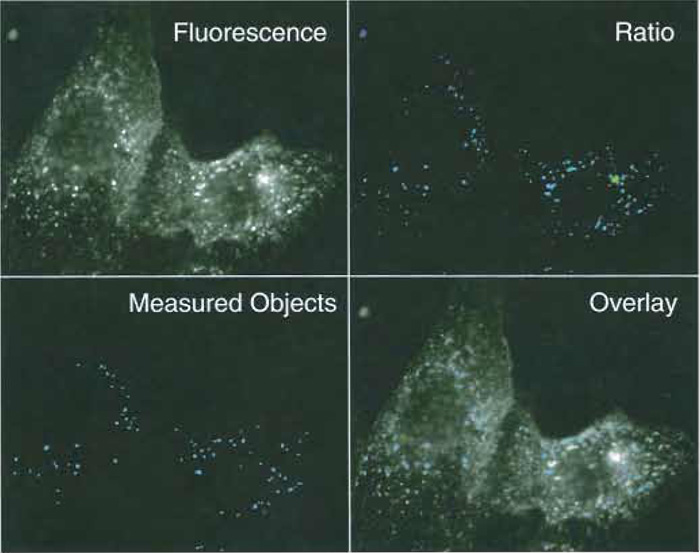 FIGURE 3 Fluorescence and ratio images of early endosomes in MDCK cells. MCDK cells were allowed to internalize FITC-labeled transferrin for 5 min at 37°C. (Top left) A 490-nm fluorescence image, exposure time 1 s. (Top right) A 490/440-nm ratio image. A low-intensity threshold of 30/4095 was used to separate fluorescent vesicles from background. (Bottom left) Vesicles recognized as individual endosomes by the image analysis routine. Seventy-three individual objects met selection criteria (pixel area 10-500, no holes). (Bottom right) Composite image of the vesicles selected by the image analysis routine and the original fluorescence image.