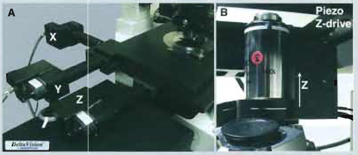 FIGURE 5 Different approaches to z movement control. (A) An x,y,z motorised stage from the API Deltavision system. (B) A piezo z-drive nosepiece from Precision Instruments. Note that use of a nosepiece under an objective may alter its PSF.