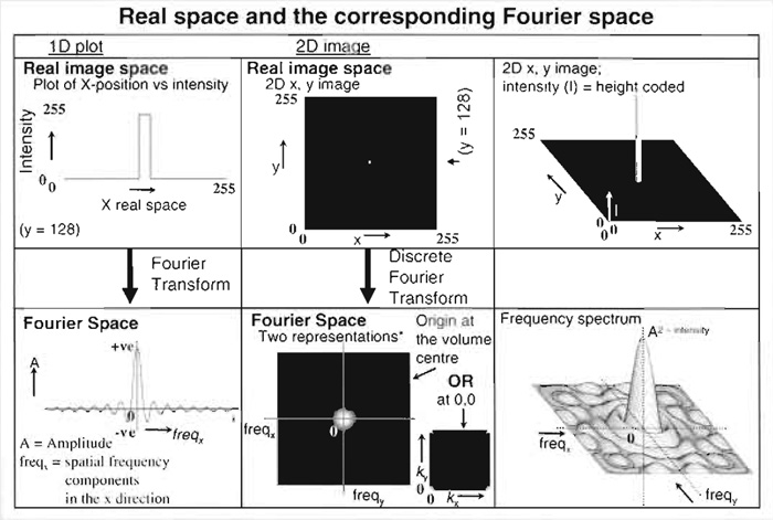 * Note the two different ways that the Fourier space image can be representated depending upon where the origin is located (see also Fig. 2B). The lack of complete radial symmetry in the discrete Fourier transform of the 2D image is an artefact of the discrete Fourier transform algorithm used (Image-J, FFT; NIH).