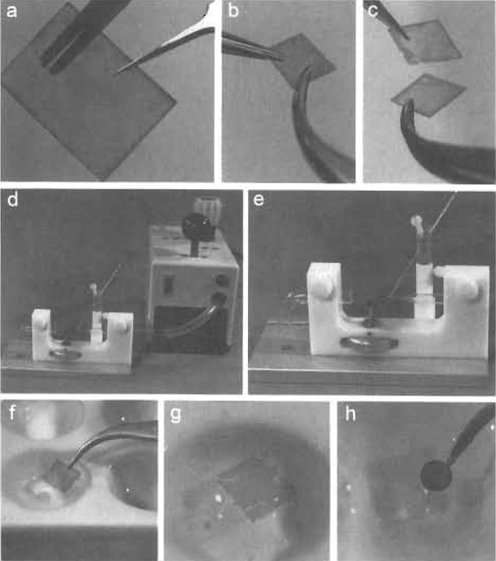 FIGURE 2 Selected steps of the glycerol spraying/low-angle rotary metal shadowing technique. (a) A piece of mica held with a pair of straight forceps is cut into square pieces with a pair of scissors. (b and c) Using forceps, the mica is next cleaved into two sheets. (d and e) The glycerol-containing solution is drawn into a 25-µl glass micropipette that is mounted on the spray apparatus such that it points to the center of the stream of pressurized air that is focused by a Pasteur pipette. (f) The Pt/C-shadowed and C-backed mica is slowly immersed into water, and (g) the mica sheet is removed once the Pt/C+C-replica is floated off. (h) The replica is then placed on a specimen grid with a pair of forceps.