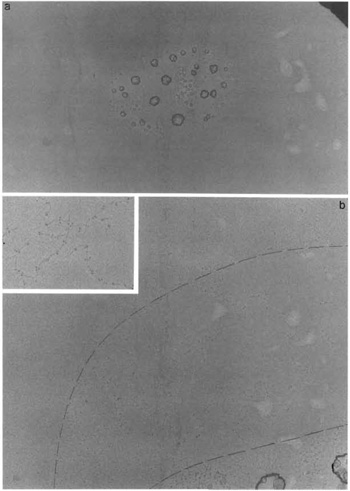 FIGURE 3 Electron microscopy of glycerol-sprayedflow-angle rotary metal-shadowed preparations. (a) At low magnification, very prominent features of glycerol-sprayed/low-angle rotary metal-shadowed preparations are the "droplet centers" formed by the salts in the buffer, unabsorbed protein, and debris that are swept off the mica by the advancing and/or retracting drop of the specimen/glycerol solution. (b) When moving from the center of such a droplet center outward, a transition from a coarse and irregular to a smooth and clean background is observed. Well-spread molecules are found in the zone that shows a clean background (demarcated by dashed lines). (Inset) A higher magnification view that reveals head-to-tail polymers of myosin-like lamin dimers (see Heitlinger et al., 1991).