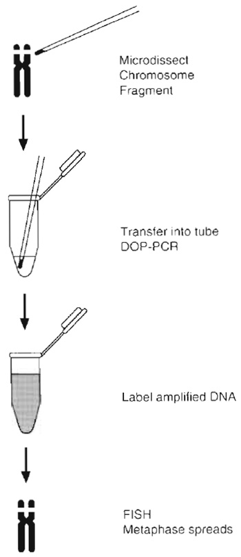 FIGURE 2 Diagram and flowchart of the micro-FISH procedure. Once the whole chromosome or segment is dissected, it is transferred into a collection tube and PCR amplified using random primers. An aliquot of this reaction is then reamplified by PCR with the addition of biotin/digoxigenin dUTP. The labeled PCR products are column purified for use as FISH probes.