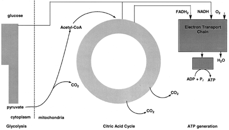 Schematic outline of carbohydrate metabolism. Glucose is oxidized to two molecules of pyruvate by glycolysis in the cytoplasm. In mitochondria, pyruvate is oxidized by molecular oxygen to CO2 and water. The synthesis of ATP is coupled to pyruvate oxidation.