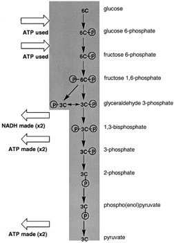 A view of glycolysis. Glucose, a six-carbon sugar, is cleaved and oxidized to two molecules of pyruvate. There is the net synthesis of two ATP per glucose oxidized and two NADH are also formed.